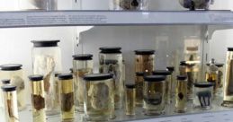 Specimen Library