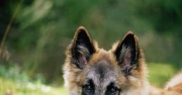 German shepherd Library
