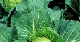 Cabbage Library