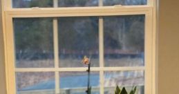 Window sill Library
