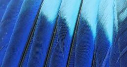 Moving feathers Library The of feathers rustling is like a delicate whisper in the quiet, the gentle rustle of soft