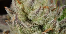 Strain Library