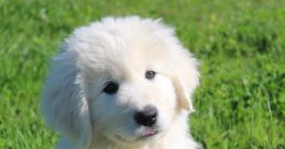 Maremmano-Abruzzese Sheepdog Library