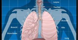 Human breathing Library