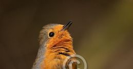 Eurasian Robin Library