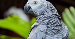 African grey parrot Library