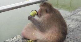 Fat Monkey Library