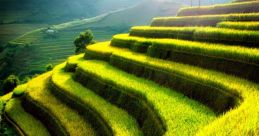 Rice field Library