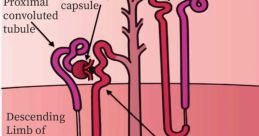 Blood flow Library