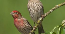 House finches Library