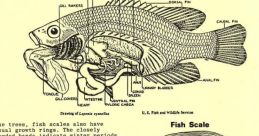 Fish scale Library