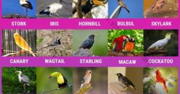 Bird Species Library