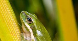 Tree Frog Library