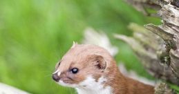 Weasel Library