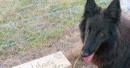 Dog park Library