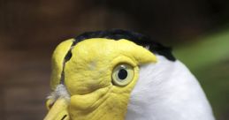 Exotic birds Library