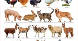 Domestic animal Library