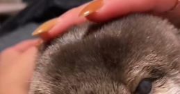 Otter noises Library