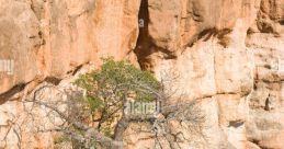 Gonarezhou National Park Library