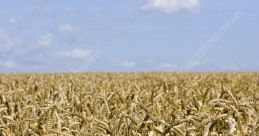 Summer wheat field Library