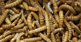 Mealworms Library