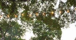 Backyard Evening Library