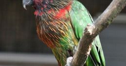 Lory Library