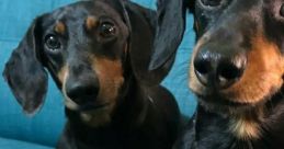 Oakley (Crusoe the Dachshund)