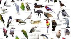 Native Birds Library