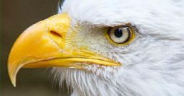 Bald eagle Library