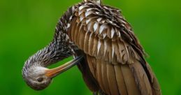 Wading bird Library