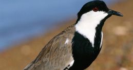 Prominent Plovers Library
