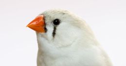 Zebra Finch Library The Zebra Finch's Library is a treasure trove of that transport you to the vibrant world of these small