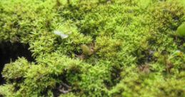 Damp moss Library