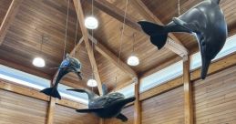 Dolphin Library