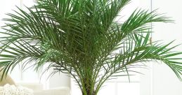 Palm trees Library