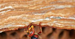 Hornet Library