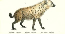 Hyaenas Library