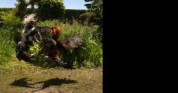 Cock fight Library