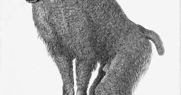 Baboons Library