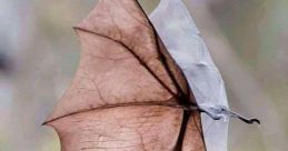 Flying foxes Library