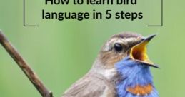 Foreground Bird Vocals Library
