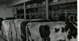 Milking Library