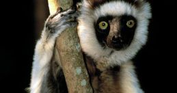 Lemur Library