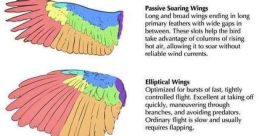 Bird wings Library