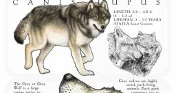 European Gray Wolf Library