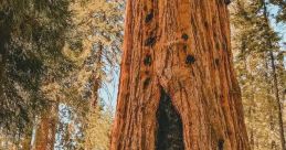 Sequoia Forest Library The Sequoia Forest's Library is a magical place filled with ancient knowledge and stories waiting