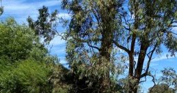 Wilunga trail Library