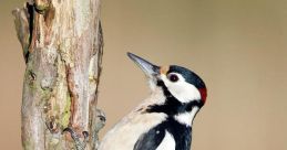 Pecker Library