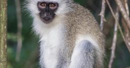 Vervet Monkey Library